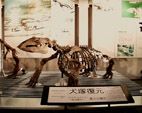 東京大学の犬塚博士によって解剖学的に復元された気屯標本