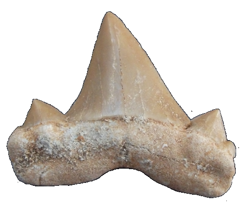 サメの歯 オトドゥス