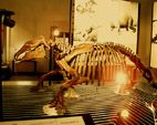 世界で一体だけのパレオオアラドキシアスタンフォード標本全身骨格復元。カイフォルニア大学バークレー校所蔵